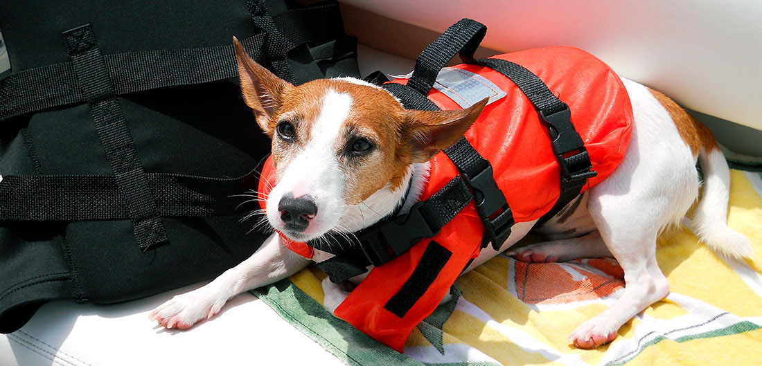 boatingdoglg